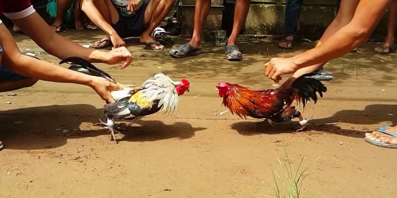 Five88 Đá Gà – Sảnh Chơi Được Yêu Thích Số 1 Tại Nhà Cái Five88 Đá Gà – Sảnh Chơi Được Yêu Thích Số 1 Tại Nhà Cái