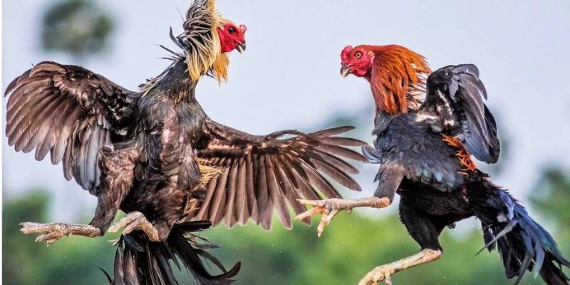 Ưu điểm có 1 0 2 tại sảnh đá gà five88