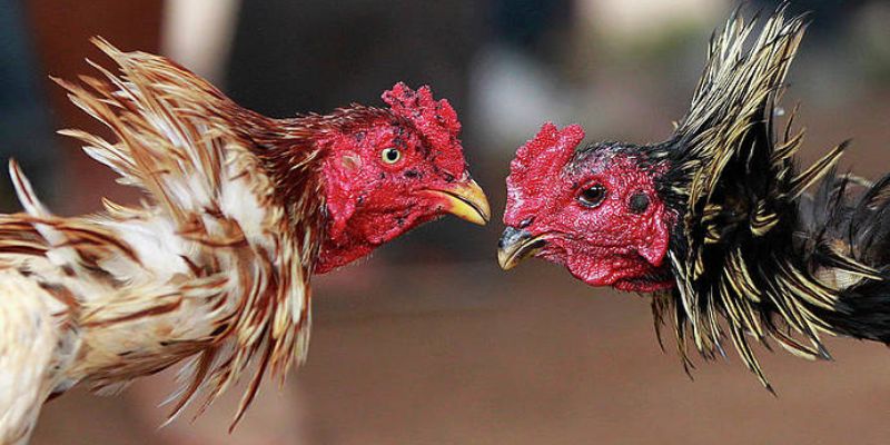 Vài nét về sảnh đá gà hấp dẫn có tại nhà cái